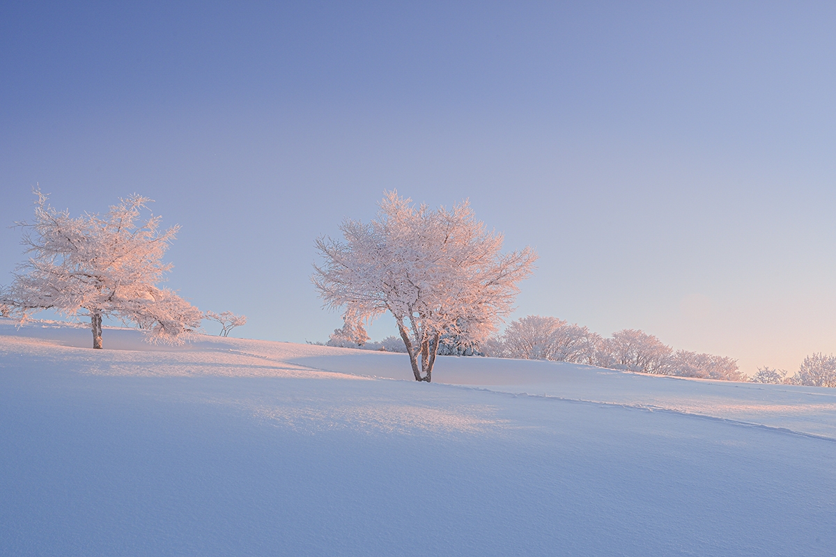 朝陽浴びる樹氷
