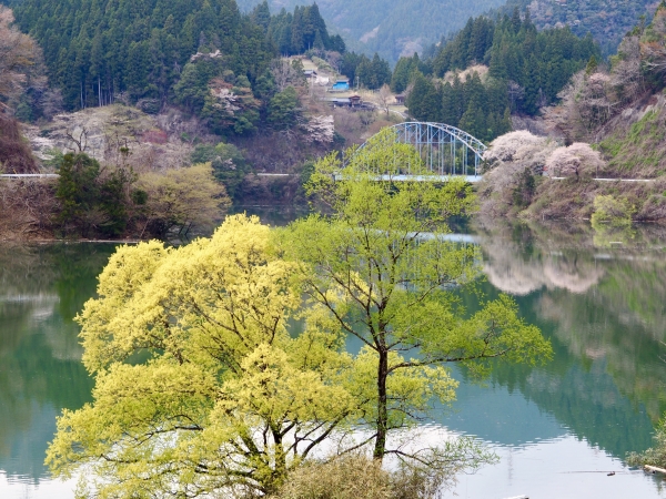 桜と緑とリフレクション