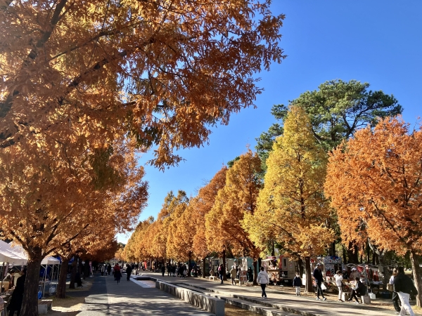 動物園の並木道