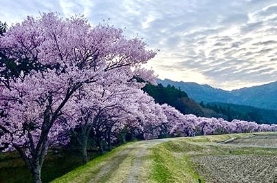 里山の桜並木